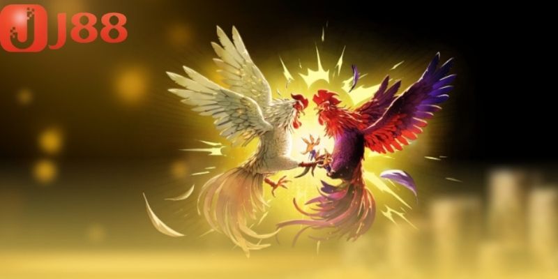 Đá gà cựa sắt nổi bật nhờ những màn so tài có tốc độ cao
