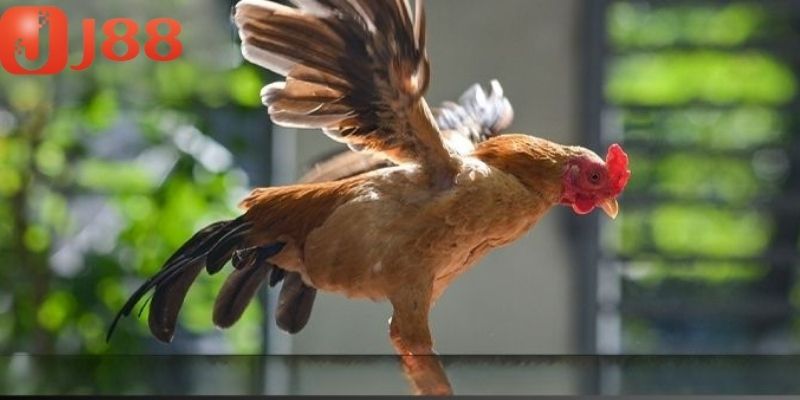 Mỗi chiến kê thường sở hữu đặc điểm riêng về ngoại hình