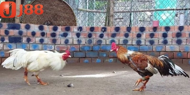 Thông tin về chiến kê được tìm hiểu rõ