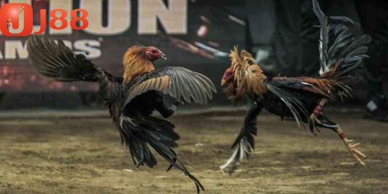 Trường gà Thomo là cái tên quen thuộc với nhiều người
