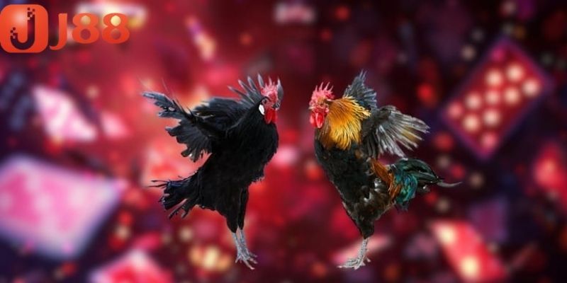 Lịch thi đấu diễn vào nhiều khung giờ khác nhau
